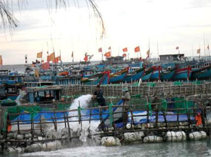 Lý Sơn Nguy cơ sạt lở bờ biển do hút cát bừa bãi